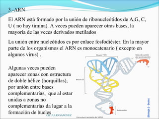 3.-ARN
El ARN está formado por la unión de ribonucleótidos de A,G, C,
U ( no hay timina). A veces pueden aparecer otras bases, la
mayoría de las veces derivados metilados
La unión entre nucleótidos es por enlace fosfodiéster. En la mayor
parte de los organismos el ARN es monocatenario ( excepto en
algunos virus) .

Algunas veces pueden
aparecer zonas con estructura
de doble hélice (horquillas),
por unión entre bases
complementarias, que al estar
unidas a zonas no
complementarias da lugar a la
formación de bucles JULIO SÁNCHEZ
                  CIC
 