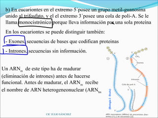 b) En eucariontes en el extremo 5´posee un grupo metil-guanosina
 unido al trifosfato, y el el extremo 3´posee una cola de poli-A. Se le
 llama monocistrónico porque lleva información par una sola proteína
 En los eucariontes se puede distinguir también:
 - Exones, secuencias de bases que codifican proteinas
 - Intrones, secuencias sin información.


Un ARNm de este tipo ha de madurar
(eliminación de intrones) antes de hacerse
funcional. Antes de madurar, el ARNm recibe
el nombre de ARN heterogeneonuclear (ARNhn



                    CIC JULIO SÁNCHEZ
 