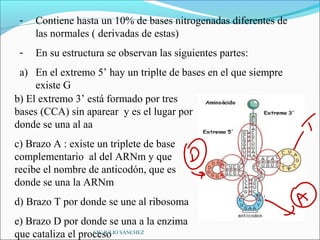 -   Contiene hasta un 10% de bases nitrogenadas diferentes de
     las normales ( derivadas de estas)
 -   En su estructura se observan las siguientes partes:
 a) En el extremo 5’ hay un triplte de bases en el que siempre
     existe G
b) El extremo 3’ está formado por tres
bases (CCA) sin aparear y es el lugar por
donde se una al aa
c) Brazo A : existe un triplete de base
complementario al del ARNm y que
recibe el nombre de anticodón, que es
donde se una la ARNm
d) Brazo T por donde se une al ribosoma
e) Brazo D por donde se una a la enzima
que cataliza el proceso SÁNCHEZ
                   CIC JULIO
 