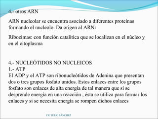 4.- otros ARN
ARN nucleolar se encuentra asociado a diferentes proteínas
formando el nucleolo. Da origen al ARNr
Ribozimas: con función catalítica que se localizan en el núcleo y
en el citoplasma


4.- NUCLEÓTIDOS NO NUCLEICOS
1.- ATP
El ADP y el ATP son ribonucleótidos de Adenina que presentan
dos o tres grupos fosfato unidos. Estos enlaces entre los grupos
fosfato son enlaces de alta energía de tal manera que si se
desprende energía en una reacción , ésta se utiliza para formar los
enlaces y si se necesita energía se rompen dichos enlaces

                  CIC JULIO SÁNCHEZ
 
