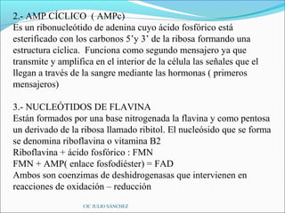 2.- AMP CÍCLICO ( AMPc)
Es un ribonucleótido de adenina cuyo ácido fosfórico está
esterificado con los carbonos 5’y 3’ de la ribosa formando una
estructura cíclica. Funciona como segundo mensajero ya que
transmite y amplifica en el interior de la célula las señales que el
llegan a través de la sangre mediante las hormonas ( primeros
mensajeros)

3.- NUCLEÓTIDOS DE FLAVINA
Están formados por una base nitrogenada la flavina y como pentosa
un derivado de la ribosa llamado ribitol. El nucleósido que se forma
se denomina riboflavina o vitamina B2
Riboflavina + ácido fosfórico : FMN
FMN + AMP( enlace fosfodiéster) = FAD
Ambos son coenzimas de deshidrogenasas que intervienen en
reacciones de oxidación – reducción
                   CIC JULIO SÁNCHEZ
 