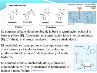 Se nombran añadiendo al nombre de la base la terminación osina si la
base es púrica (Ej. Adenosina) o la terminación idina si es pirimidínica
(Ej. Citidina). Si el azúcar es desoxirribosa se añade desoxi.
El nucleótido se forma por un enlace tipo éster entre
el nucleósido y el ácido fosfórico. Este enlace se
produce entre el carbono 5’ de la pentosa y el ácido
fosfórico
Se nombran como el nucleósido del que proceden,
eliminando la “a” final y añadiendo la terminación 5´-
fosfato o monofosfato JULIO SÁNCHEZ
                     CIC
 