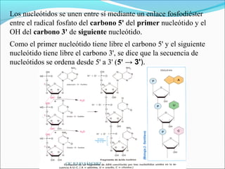 Los nucleótidos se unen entre sí mediante un enlace fosfodiéster
entre el radical fosfato del carbono 5' del primer nucleótido y el
OH del carbono 3' de siguiente nucleótido.
Como el primer nucleótido tiene libre el carbono 5' y el siguiente
nucleótido tiene libre el carbono 3', se dice que la secuencia de
nucleótidos se ordena desde 5' a 3' (5' → 3').




                  CIC JULIO SÁNCHEZ
 