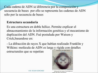 Cada cadena de ADN se diferencia por la composición y
secuencia de bases por ello se representa las cadenas de ADN
sólo por la secuencia de bases

 Estructura secundaria
 Es una estructura en doble hélice. Permite explicar el
 almacenamiento de la información genética y el mecanismo de
 duplicación del ADN. Fué postulada por Watson y
 Crick,basandose en:
 - La difracción de rayos X que habían realizado Franklin y
 Wilkins: molécula de ADN es larga y rígida con detalles
 estructurales que se repetían




                 CIC JULIO SÁNCHEZ
 