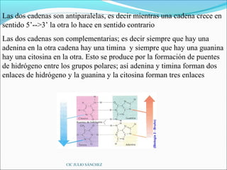 Las dos cadenas son antiparalelas, es decir mientras una cadena crece en
sentido 5’-->3’ la otra lo hace en sentido contrario
Las dos cadenas son complementarias; es decir siempre que hay una
adenina en la otra cadena hay una timina y siempre que hay una guanina
hay una citosina en la otra. Esto se produce por la formación de puentes
de hidrógeno entre los grupos polares; así adenina y timina forman dos
enlaces de hidrógeno y la guanina y la citosina forman tres enlaces




                    CIC JULIO SÁNCHEZ
 