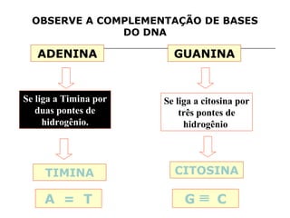 OBSERVE A COMPLEMENTAÇÃO DE BASES
               DO DNA

   ADENINA               GUANINA


Se liga a Timina por   Se liga a citosina por
   duas pontes de          três pontes de
     hidrogênio.            hidrogênio.




     TIMINA              CITOSINA

     A = T                  G       C
 