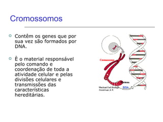 Cromossomos
   Contêm os genes que por
    sua vez são formados por
    DNA.

   È o material responsável
    pelo comando e
    coordenação de toda a
    atividade celular e pelas
    divisões celulares e
    transmissões das
    características
    hereditárias.
 