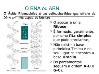 O RNA ou ARN
O Ácido Ribonucléico é um polinucleotídeo que difere do
DNA em três aspectos básicos:

           DNA
                              O açúcar é uma
                               Ribose;
           A-T
           T-A                É formado, geralmente,
           G-C
           C-G                 por uma fita simples
                               que pode enrolar-se;
                              Não existe a base
                               pirimídica Timina e no
                               seu lugar se encontra a
           RNA
                               base Uracila.
           A-U
           U-A                Os pareamentos
           G-C
           C-G                 seguem a ordem A-U e
                               G-C).
 