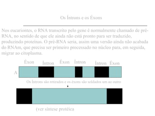 Os Íntrons e os Éxons

Nos eucariontes, o RNA transcrito pelo gene é normalmente chamado de pré-
RNA, no sentido de que ele ainda não está pronto para ser traduzido,
produzindo proteínas. O pré-RNA seria, assim uma versão ainda não acabada
do RNAm, que precisa ser primeiro processado no núcleo para, em seguida,
migrar ao citoplasma.
           Éxon       Íntron    Éxon Íntron            Íntron Éxon
      A
            Os Íntrons são retirados e os éxons são soldados um ao outro




                  (ver síntese protéica
 
