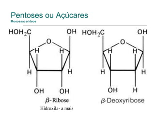Pentoses ou Açúcares
Monossacarídeos




                  Hidroxila- a mais
 
