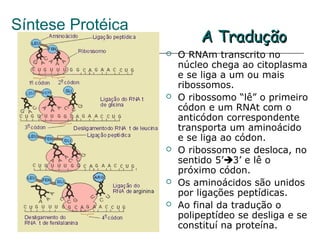 Síntese Protéica
                           A Tradução
                      O RNAm transcrito no
                       núcleo chega ao citoplasma
                       e se liga a um ou mais
                       ribossomos.
                      O ribossomo “lê” o primeiro
                       códon e um RNAt com o
                       anticódon correspondente
                       transporta um aminoácido
                       e se liga ao códon.
                      O ribossomo se desloca, no
                       sentido 5’3’ e lê o
                       próximo códon.
                      Os aminoácidos são unidos
                       por ligações peptídicas.
                      Ao final da tradução o
                       polipeptídeo se desliga e se
                       constituí na proteína.
 