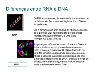 Diferenças entre RNA e DNA
           O RNA é uma molécula intermediária na síntese de
           proteínas, ela faz a intermediação entre o DNA e
           as proteínas.

           Ele é formado por uma cadeia de ribonucleotídeos,
           que, por sua vez, são formados por um grupo
  DNA      fosfato, um açucar (ribose), e uma base
           nitrogenada (veja abaixo).

           As principais diferenças entre o RNA e o DNA são
           sutis, mas fazem com que o último seja mais
           estável do que o primeiro. O RNA é formado por
           uma fita simples, o açúcar de seu esqueleto é a
           ribose e uma de suas bases pirimídicas (de anel
           simples) é diferente da do DNA (uracila ao invés de
           timina), além disso o açucar do RNA é a ribose
   RNA     invés da desoxirribose do DNA.
 