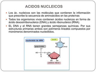 ACIDOS NUCLEICOS
 Los ác. nucleicos son las moléculas que contienen la información
que prescribe la secuencia de aminoácidos en las proteínas
 Todos los organismos vivos contienen ácidos nucleicos en forma de
ácido dexosirribonucleico (DNA) y ácido ribonucleico (RNA).
 EL DNA y el RNA tienen grandes semejanzas químicas. Por sus
estructuras primarias ambos son polímeros lineales compuestos por
monómeros denominados nucleótidos.
 
