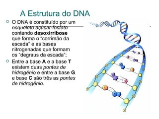 A Estrutura do DNA
 O DNA é constituído por um
esqueleto açúcar-fosfato
contendo desoxirribose
que forma o “corrimão da
escada” e as bases
nitrogenadas que formam
os “degraus da escada”;
 Entre a base A e a base T
existem duas pontes de
hidrogênio e entre a base G
e base C são três as pontes
de hidrogênio.
 
