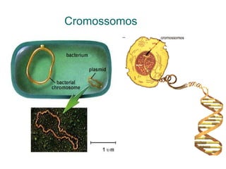 Cromossomos
 