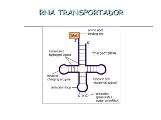 RNA TRANSPORTADORRNA TRANSPORTADOR
 