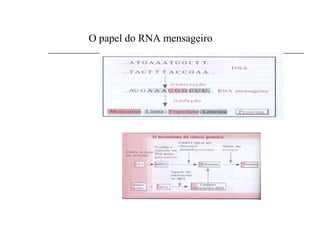 O papel do RNA mensageiro
 