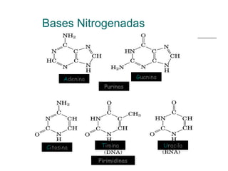 Bases Nitrogenadas
GuaninaAdenina
Purinas
Citosina Timina Uracila
Pirimidinas
 