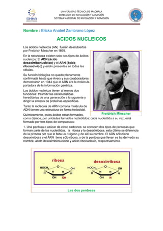 UNIVERSIDAD TÉCNICA DE MACHALA
DIRECCIÓN DE NIVELACIÓN Y ADMISIÓN
SISTEMA NACIONAL DE NIVELACIÓN Y ADMISIÓN
Nombre : Ericka Anabel Zambrano López
ACIDOS NUCLEICOS
Los ácidos nucleicos (AN) fueron descubiertos
por Freidrich Miescher en 1869.
En la naturaleza existen solo dos tipos de ácidos
nucleicos: El ADN (ácido
desoxirribonucleico) y el ARN (ácido
ribonucleico) y están presentes en todas las
células.
Su función biológica no quedó plenamente
confirmada hasta que Avery y sus colaboradores
demostraron en 1944 que el ADN era la molécula
portadora de la información genética.
Los ácidos nucleicos tienen al menos dos
funciones: trasmitir las características
hereditarias de una generación a la siguiente y
dirigir la síntesis de proteínas específicas.
Tanto la molécula de ARN como la molécula de
ADN tienen una estructura de forma helicoidal.
Químicamente, estos ácidos están formados,
como dijimos, por unidades llamadas nucleótidos: cada nucleótido a su vez, está
formado por tres tipos de compuestos:
1. Una pentosa o azúcar de cinco carbonos: se conocen dos tipos de pentosas que
forman parte de los nucleótidos, la ribosa y la desoxirribosa, esta última se diferencia
de la primera por que le falta un oxígeno y de allí su nombre. El ADN sólo tiene
desoxirribosa y el ARN tiene sólo ribosa, y de la pentosa que llevan se ha derivado su
nombre, ácido desoxirribonucleico y ácido ribonucleico, respectivamente.
Las dos pentosas
Freidrich Miescher
 