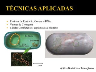  Enzimas de Restrição: Cortam o DNA
 Vetores de Clonagem
 Células Competentes: captam DNA exógeno
Ácidos Nucleicos - Transgênico
 