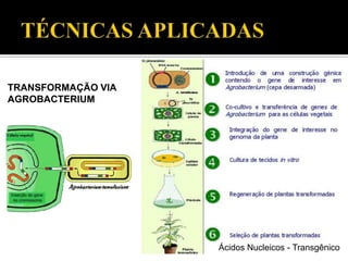 TRANSFORMAÇÃO VIA
AGROBACTERIUM
Ácidos Nucleicos - Transgênico
 