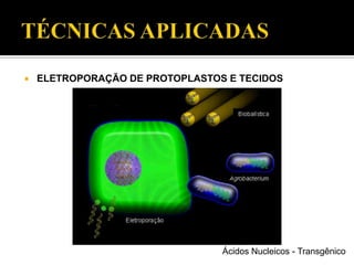  ELETROPORAÇÃO DE PROTOPLASTOS E TECIDOS
Ácidos Nucleicos - Transgênico
 