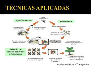 Ácidos Nucleicos - Transgênico
 