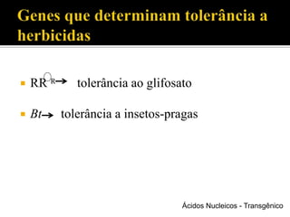  RR R tolerância ao glifosato
 Bt tolerância a insetos-pragas
Ácidos Nucleicos - Transgênico
 