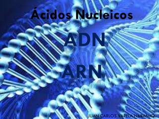 Ácidos Nucleicos
JUAN CARLOS VARELA NARANJO
 