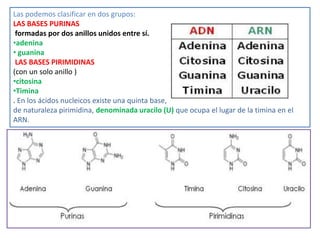 Las podemos clasificar en dos grupos:
LAS BASES PURINAS
formadas por dos anillos unidos entre sí.
•adenina
• guanina
LAS BASES PIRIMIDINAS
(con un solo anillo )
•citosina
•Timina
. En los ácidos nucleicos existe una quinta base,
de naturaleza pirimidina, denominada uracilo (U) que ocupa el lugar de la timina en el
ARN.
 