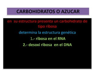 CARBOHIDRATOS O AZUCAR
en su estructura presenta un carbohidrato de
tipo ribosa
determina la estructura genética
1.- ribosa en el RNA
2.- desoxi ribosa en el DNA
 