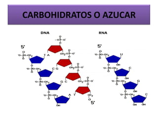 CARBOHIDRATOS O AZUCAR
 