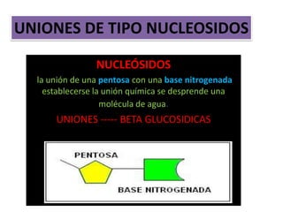 UNIONES DE TIPO NUCLEOSIDOS
NUCLEÓSIDOS
la unión de una pentosa con una base nitrogenada
establecerse la unión química se desprende una
molécula de agua.
UNIONES ----- BETA GLUCOSIDICAS
 