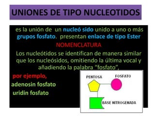 UNIONES DE TIPO NUCLEOTIDOS
es la unión de un nucleó sido unido a uno o más
grupos fosfato. presentan enlace de tipo Ester
NOMENCLATURA
Los nucleótidos se identifican de manera similar
que los nucleósidos, omitiendo la última vocal y
añadiendo la palabra “fosfato”,
por ejemplo,
adenosin fosfato
uridin fosfato
 