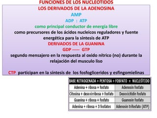 FUNCIONES DE LOS NUCLEOTIDOS
LOS DERIVADOS DE LA ADENOSINA
AMP
ADP : ATP
como principal conductor de energía libre
como precursores de los ácidos nucleicos reguladores y fuente
energética para la síntesis de ATP
DERIVADOS DE LA GUANINA
GDP ----- GTP
segundo mensajero en la respuesta al oxido nítrico (no) durante la
relajación del musculo liso
CTP participan en la síntesis de los fosfogliceridos y esfingomielinas
 