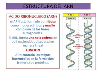 ESTRUCTURA DEL ARN
ACIDO RIBONUCLEICO (ARN)
el ARN está formado por ribosa
como monosacáridos y uracilo
como una de las bases
nitrogenadas.
El ARN forma una sola cadena de
poli nucleótidos dispuesta en
manera lineal
FUNCION
ARN controla las etapas
intermedias en la formación
(síntesis) de proteínas
 
