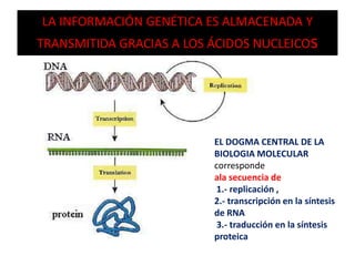 LA INFORMACIÓN GENÉTICA ES ALMACENADA Y
TRANSMITIDA GRACIAS A LOS ÁCIDOS NUCLEICOs
EL DOGMA CENTRAL DE LA
BIOLOGIA MOLECULAR
corresponde
ala secuencia de
1.- replicación ,
2.- transcripción en la síntesis
de RNA
3.- traducción en la síntesis
proteica
 