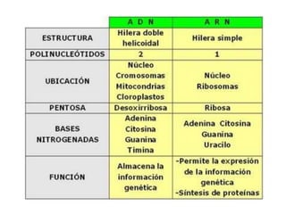 Acidos nucleicos