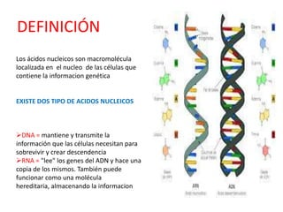 DEFINICIÓN
Los ácidos nucleicos son macromolécula
localizada en el nucleo de las células que
contiene la informacion genética
EXISTE DOS TIPO DE ACIDOS NUCLEICOS
DNA = mantiene y transmite la
información que las células necesitan para
sobrevivir y crear descendencia
RNA = "lee" los genes del ADN y hace una
copia de los mismos. También puede
funcionar como una molécula
hereditaria, almacenando la informacion
 