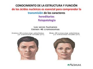 CONOCIMIENTO DE LA ESTRUCTURA Y FUNCIÓN
de los ácidos nucleicos es esencial para comprender la
transmisión de los caracteres
hereditarios
fisiopatología
 