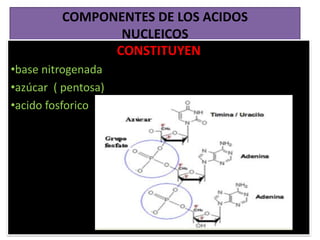 COMPONENTES DE LOS ACIDOS
NUCLEICOS
CONSTITUYEN
•base nitrogenada
•azúcar ( pentosa)
•acido fosforico
 