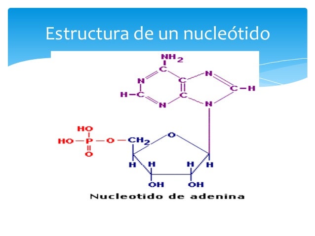 Acidos nucleicos