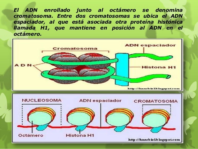 Resultado de imagen de cromatosoma