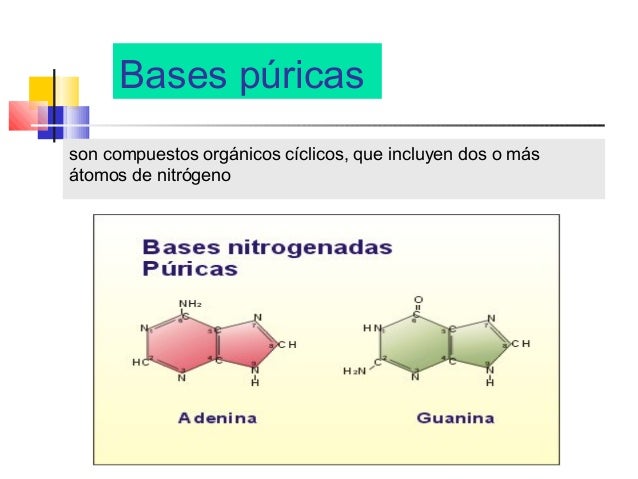 Acidos nucleicos
