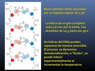 Bases apiladas están separadasBases apiladas están separadas
por un espacio regular de 0,36por un espacio regular de 0,36
La hélice da un giro completoLa hélice da un giro completo
cada 3,6 nm; por lo tanto, haycada 3,6 nm; por lo tanto, hay
alrededor de 10,5 pares por giroalrededor de 10,5 pares por giro
las hebras del DNA puedenlas hebras del DNA pueden
separarse de manera reversible.separarse de manera reversible.
El proceso se denominaEl proceso se denomina
desnaturalización, o "fusión", sedesnaturalización, o "fusión", se
puede inducirpuede inducir
experimentalmente alexperimentalmente al
incrementar la temperaturaincrementar la temperatura
 