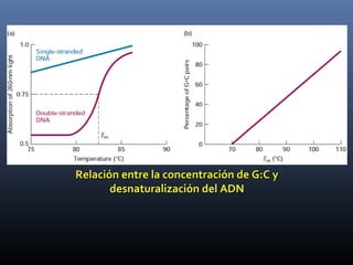 Relación entre la concentración de G:C yRelación entre la concentración de G:C y
desnaturalización del ADNdesnaturalización del ADN
 