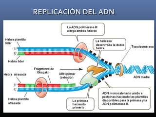 REPLICACIÓN DEL ADNREPLICACIÓN DEL ADN
 