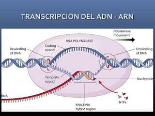 TRANSCRIPCIÓN DEL ADN - ARNTRANSCRIPCIÓN DEL ADN - ARN
 