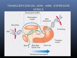 TRANSCRIPCIÓN DEL ADN – ARN - EXPRESIONTRANSCRIPCIÓN DEL ADN – ARN - EXPRESION
GÉNICAGÉNICA
 