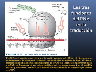 El mRNA es traducido en proteína por la acción conjunta del tRNA y el ribosoma, que
está compuesto de numerosas proteínas y dos moléculas Importante de rRNA . Nótese el
apareamiento de bases entre los anticodones de tRNA y los codones complementarios en
el mRNA. La formación de un enlace peptídico entre el grupo amino N en el aa-tRNA
entrante y el carboxilo terminal de la cadena proteica creciente es catalizada por uno de
los rRNA.
Las tresLas tres
funcionesfunciones
del RNAdel RNA
en laen la
traduccióntraducción
 